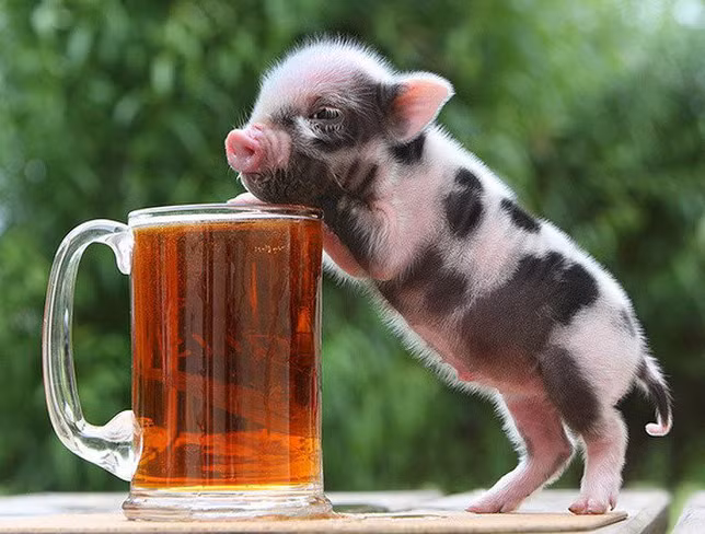 Theo các đầu mối bán lợn cảnh mini, loại này là giống lợn hương. Chúng có kích cỡ nhỏ, tai nhỏ, vểnh, bụng phệ, lưng cong, má phính, đầu tròn, mõm, chân, cổ và cái đuôi ngắn, dày lông. Vì nuôi làm cảnh nên chúng thường ăn cám viên hoặc ngũ cốc, sữa. (nguồn: Tiền Phong).