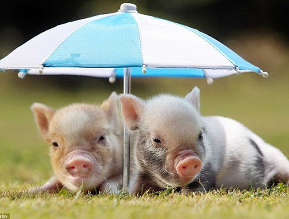 "Loại lợn này được tôi nhập về từ Thái Lan và Trung Quốc, được chọn lọc kỹ càng và được tiêm chủng nên chúng khá sạch sẽ. Gần đây có chục khách hỏi nhưng vì hải quan đang thắt chặt do dịch tả heo châu Phi lan rộng nên tôi chưa có ý định nhập thêm", Tuấn Anh nói.