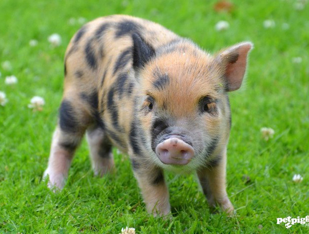 Là người mang lợn cảnh mini về Việt Nam bán hai tháng nay, Tuấn Anh ở Hà Nội cho biết, đã bán hết 20 con có trọng lượng trung bình 2-3 kg, mỗi con giá khoảng 3 triệu đồng. Hiện nay khá nhiều khách đặt hàng nhưng Tuấn không còn để bán. (nguồn: Vn Express).