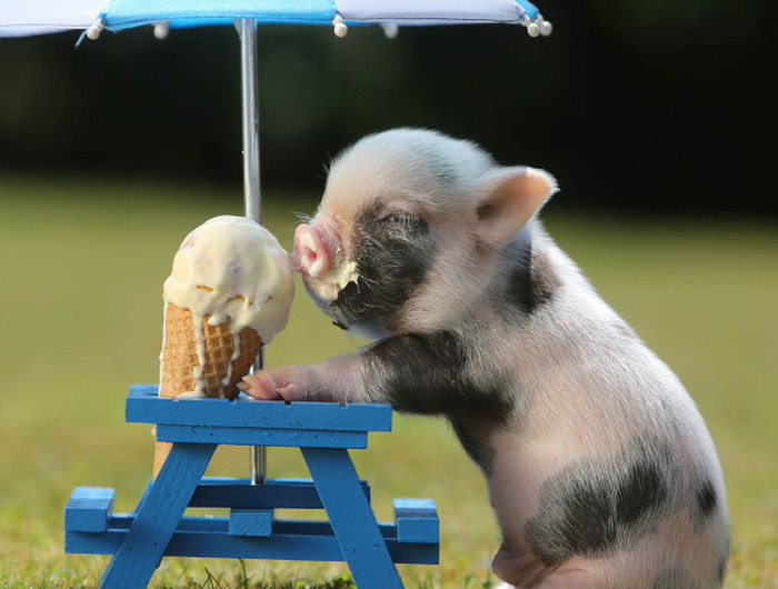 Trào lưu nuôi lợn mini không chỉ nở rộ ở Việt Nam mà ở nhiều quốc gia khác. Như ở Moscow (Nga) có hẳn một câu lạc bộ minipig - nơi mà những người có sở thích đặc biệt với những chú lợn tí hon có thể giao lưu, gặp gỡ và khoe những "đứa con" của mình. (nguồn: VTV).