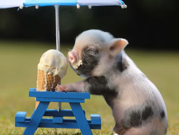 Trào lưu nuôi lợn mini không chỉ nở rộ ở Việt Nam mà ở nhiều quốc gia khác. Như ở Moscow (Nga) có hẳn một câu lạc bộ minipig - nơi mà những người có sở thích đặc biệt với những chú lợn tí hon có thể giao lưu, gặp gỡ và khoe những "đứa con" của mình. (nguồn: VTV).