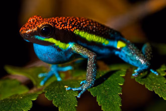 Sở dĩ chúng có tên như vậy vì nọc độc của loài ếch này được thổ dân da đỏ sử dụng để tẩm vào phi tiêu khi săn bắn.