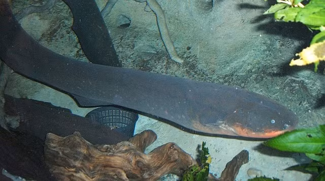 Một điều nữa cần biết là kể cả khi không cảm thấy có nguy hiểm xung quanh, chúng luôn phát ra một luồng điện khoảng 10V để sử dụng như một cơ chế radar điều hướng đến những vùng nước bùn lầy ưa thích, cũng như phân loại các con mồi tiềm năng.