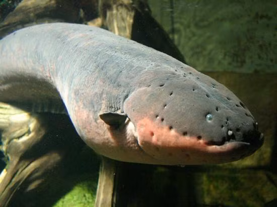 Lươn điện - tên khoa học "Electrophorus electricus" là một loài cá thuộc họ Gymnotiformes và có liên hệ đến loài cá chép và cá trê. Chúng sống ở vùng sông nước và hồ Nam Mỹ, có chiều dài tối đa lên đến 2,5m và cân nặng 20kg lớn nhất. Dù quen sống dưới mặt nước nhưng chúng vẫn thường xuyên phải bổ sung không khí hiệu quả hơn bằng cách ngoi lên để thở.