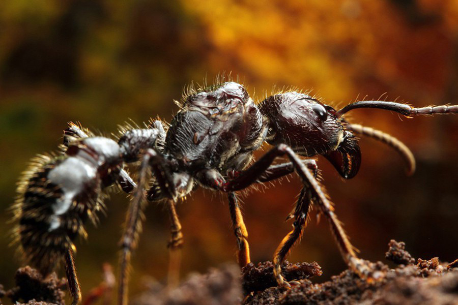 Với chiều dài khoảng 2,5 cm, loài kiến đạn được mệnh danh là gã khổng lồ của loài kiến. Khi bị đe dọa, loài kiến này sẽ đáp xuống đất từ tổ trên cây của nó và tấn công kẻ thù. Vết cắn của nó được mô tả là đau như bị bắn. Nó còn được gọi là "kiến 24", vì cơn đau do vết cắn không suy giảm kéo dài trong ít nhất 24 giờ. Kiến đạn có thể đốt nhiều lần mỗi giây và sẽ phát ra một tín hiệu để những con kiến khác cùng tấn công con mồi. Tuy nhiên, phần lớn chỉ có cảm giác buồn nôn và tê liệt tạm thời và không gây ra tử vong (trừ những nạn nhân bị dị ứng với nọc độc).