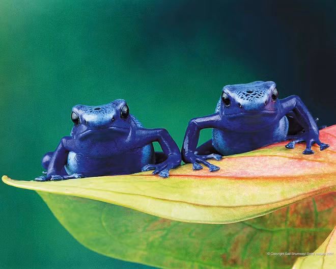 1. Ếch phi tiêu độc. Ếch phi tiêu độc là tên gọi chung của một số loài ếch trong họ Dendrobatidae. Sát thủ máu lạnh này là một trong những sinh vật có độc đáng sợ nhất thế giới. Màu sắc trên thân chúng rất sặc sỡ. Thổ dân da đỏ dùng các chất tiết độc từ da chúng để tẩm độc mũi phi tiêu nên chúng mang tên "ếch phi tiêu độc".