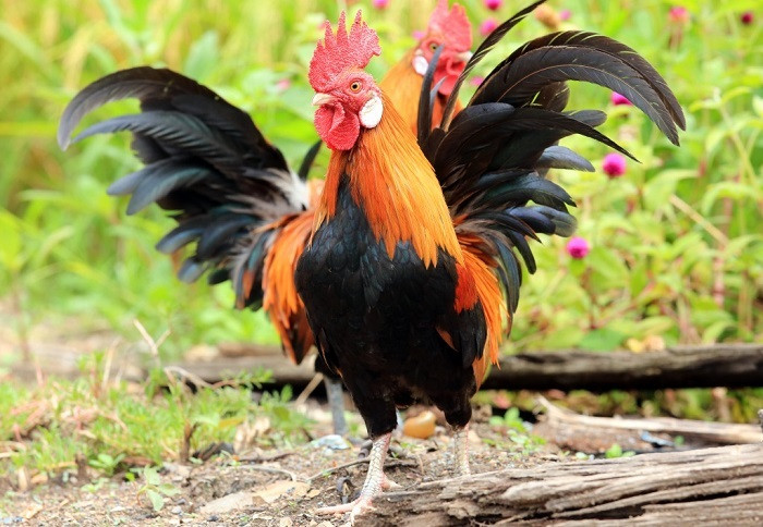 Tuy nhiên, trong những ngày cuối tháng 9 này người tuổi Dậu được sao tốt chiếu mệnh nên tài lộc ngày càng dồi dào. Dường như Dậu làm đâu, gặt đấy. Nếu Dậu đang có ý định khởi nghiệp, mở rộng việc kinh doanh thì sẽ được quý nhân giúp đỡ, hỗ trợ về nguồn vốn cũng như các mối quan hệ.