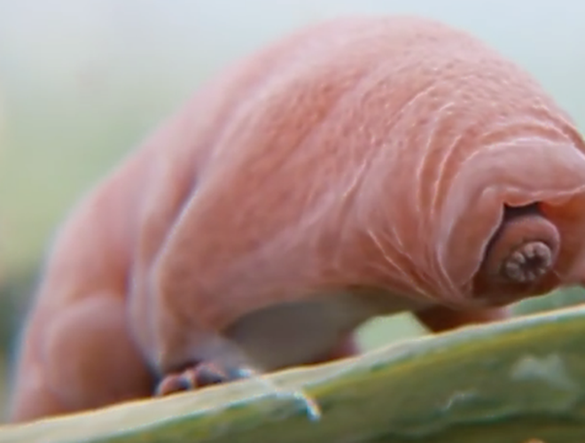 Theo Live Science, cơ thể nhỏ bé của bọ gấu nước có cấu tạo đặc biệt giúp chúng chịu đựng được các điều kiện khắc nghiệt nhất. Kết quả nghiên cứu năm 2017 cho biết, khả năng sống dai đến mức kinh ngạc của bọ gấu nước là do cấu tạo bao gồm các protein đặc biệt. Chúng có thể phong tỏa các thành phần tế bào dễ tổn thương, tránh cho màng, protein và AND bị phá hủy.