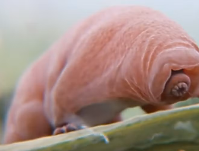 Theo Live Science, cơ thể nhỏ bé của bọ gấu nước có cấu tạo đặc biệt giúp chúng chịu đựng được các điều kiện khắc nghiệt nhất. Kết quả nghiên cứu năm 2017 cho biết, khả năng sống dai đến mức kinh ngạc của bọ gấu nước là do cấu tạo bao gồm các protein đặc biệt. Chúng có thể phong tỏa các thành phần tế bào dễ tổn thương, tránh cho màng, protein và AND bị phá hủy.