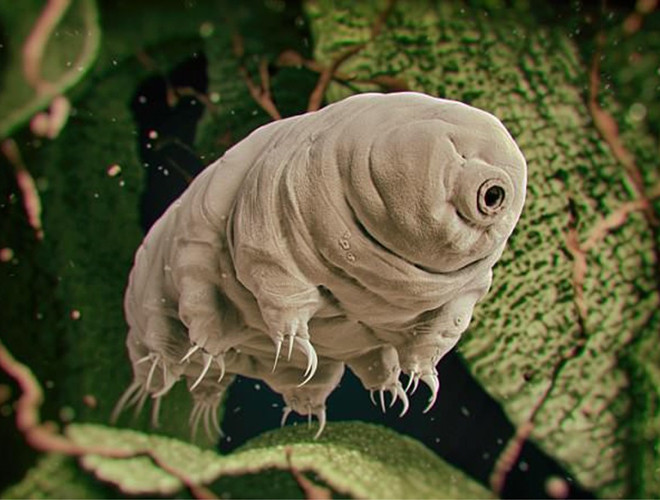 Bọ gấu nước có tên khoa học là Tardigrade. Đây là sinh vật có thể tồn tại trong cả hai điều kiện nóng và lạnh cực độ (mức nhiệt cao nhất là trên 150 độ C và thấp nhất là -273 độ C).