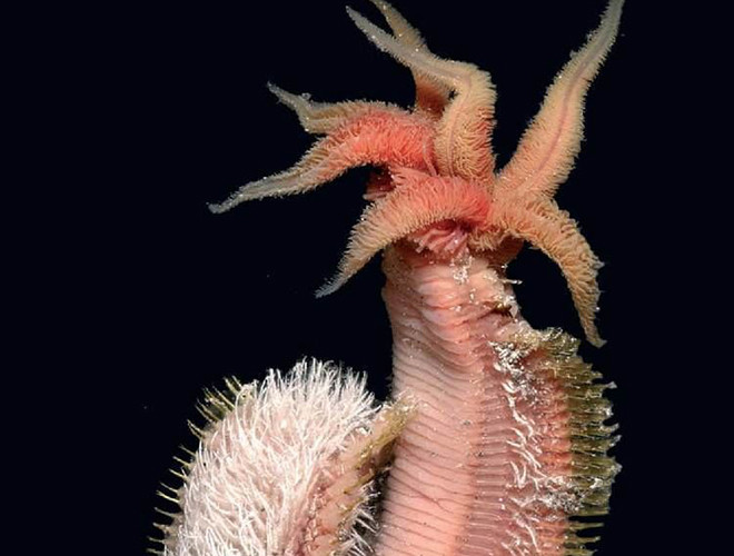 Các nhà khoa học phát hiện một lớp vi khuẩn sống xung quanh cơ thể con sâu như một lớp lá chắn, giúp hấp thu một phần nhiệt năng từ nước biển, nhờ đó con sâu có thể chịu được môi trường biển nhiệt độ cao. Đổi lại, sâu Pompeii nuôi vi khuẩn bằng chất nhớt của chúng.