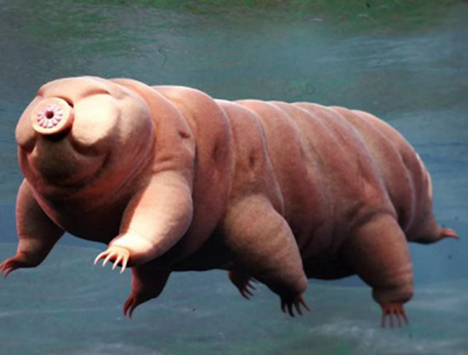 Bọ gấu nước rất nhỏ, kích thước chỉ dưới 1mm. Trên kính hiển vi, bọ gấu nước có thân béo tròn, di chuyển bằng 8 chân khá to và khoẻ. Bọ gấu nước không có mắt nhưng bù lại, đầu của nó có một cái miệng rất to và khoẻ, với các mấu sắc cạnh như răng thú để cắn xé thức ăn.