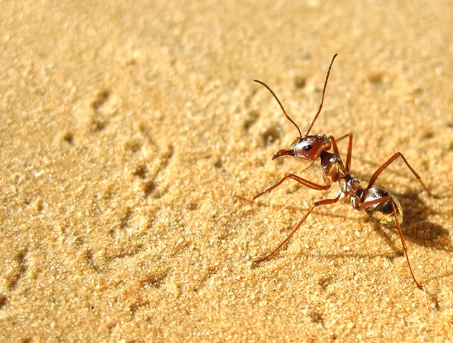 Không giống những sinh vật khác trên sa mạc thường trú ẩn nhằm tránh cái nóng gay gắt buổi trưa, đối với kiến sa mạc Sahara, đây là thời gian chủ yếu để lang thang tìm mồi. Khi sa mạc nóng nhất, chúng chui ra khỏi tổ và tìm xác động vật chết vì kiệt sức dưới nhiệt độ cao.