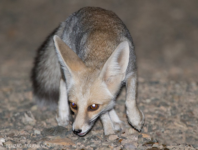 Ngoài ra, cáo Ruppell còn có một số đặc điểm thích nghi với thời tiết khắc nghiệt khác như cơ thể nhỏ giúp tản nhiệt tốt hơn, tỷ lệ trao đổi chất trong cơ thể thấp để tiết kiệm năng lượng, nước tiểu cô đặc làm giảm lượng nước tiêu thụ.