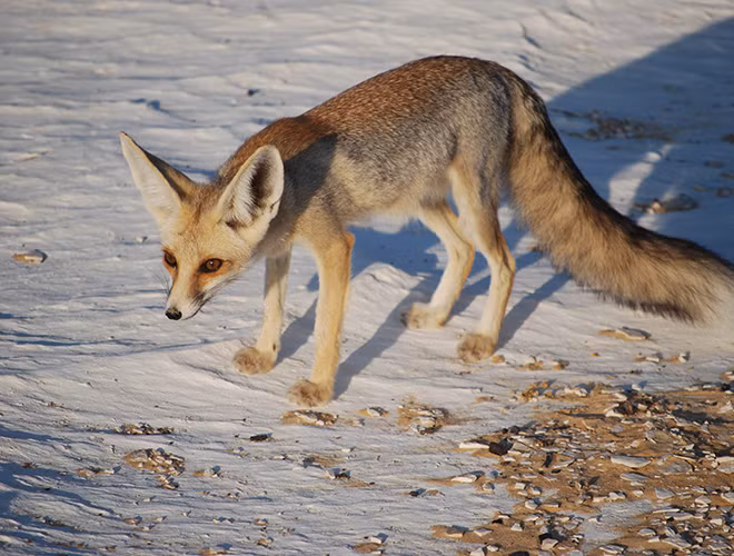 Sa mạc Lut, Iran, là một trong những địa điểm nóng nhất trên Trái Đất với mức nhiệt lên tới 70,7 độ C. Tuy nhiên, cáo Ruppell, hay cáo cát, vẫn tồn tại được tại đây.