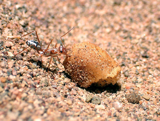 Không chỉ được biết tới là một sinh vật chịu nóng giỏi nhất trái đất, kiến sa mạc Sahara còn gây ấn tượng bởi khả năng chạy rất nhanh. Ở tốc độ tối đa, những con kiến này có thể vượt qua quãng đường gấp 108 lần chiều dài cơ thể mỗi giây.