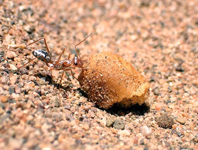 Không chỉ được biết tới là một sinh vật chịu nóng giỏi nhất trái đất, kiến sa mạc Sahara còn gây ấn tượng bởi khả năng chạy rất nhanh. Ở tốc độ tối đa, những con kiến này có thể vượt qua quãng đường gấp 108 lần chiều dài cơ thể mỗi giây.