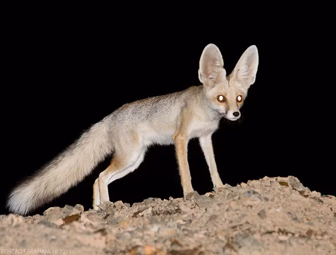 Sa mạc Lut, Iran, là một trong những địa điểm nóng nhất trên Trái Đất với mức nhiệt lên tới 70,7 độ C. Tuy nhiên, cáo Ruppell, hay cáo cát, vẫn tồn tại được tại đây.