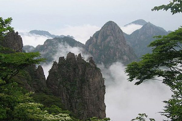 Núi Thái Sơn còn có một đặc điểm thiên nhiên nổi bật đó là thông cổ thụ và đá. Hiện nay, nơi đây có hơn 10.000 cây cổ thụ có tuổi trên trăm năm và hơn 3.300 cây có tuổi từ 330 năm đến 1.000 năm, hoặc còn nhiều hơn, đặc biệt cây Ngân Hạnh có niên đại 2000 năm tuổi được mệnh danh là "hóa thạch sống" cho hệ thực vật tiêu biểu của Thái Sơn.