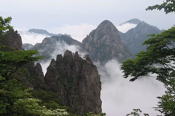 Núi Thái Sơn còn có một đặc điểm thiên nhiên nổi bật đó là thông cổ thụ và đá. Hiện nay, nơi đây có hơn 10.000 cây cổ thụ có tuổi trên trăm năm và hơn 3.300 cây có tuổi từ 330 năm đến 1.000 năm, hoặc còn nhiều hơn, đặc biệt cây Ngân Hạnh có niên đại 2000 năm tuổi được mệnh danh là "hóa thạch sống" cho hệ thực vật tiêu biểu của Thái Sơn.