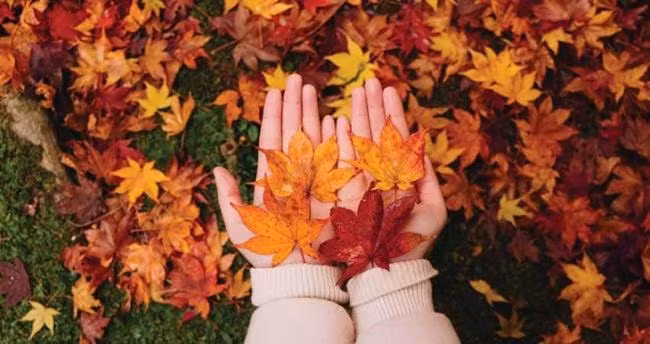 Cảm nhận mùa thu qua thơ Trần Minh - Hình 3 Cam nhan mua thu qua tho Tran Minh-Hinh-3