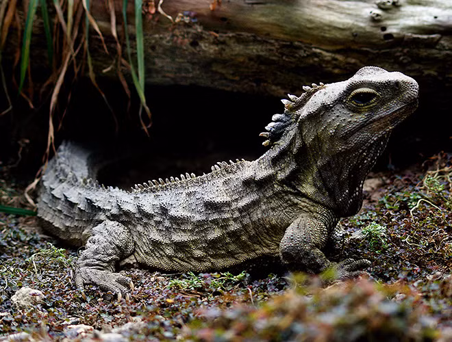 Loài sinh vật này có chiều dài khoảng 60 -100cm, sinh sống ở Newzealand. Một số cá thể của loài này có tuổi thọ cao đáng kể, lên tới hơn 110 năm. Tuy nhiên, hiện nay, Tuatara đang có nguy cơ tuyệt chủng.