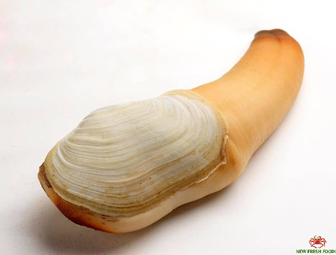  Ốc vòi voi là một loài nhuyễn thể hai mảnh vỏ thuộc họ Mactridae trong bộ Veneroida. Chúng còn được gọi là tu hài hay con thụt thò, có nguồn gốc ở bờ biển phía tây Bắc Mỹ.