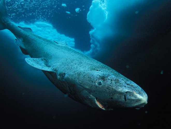 Cá mập Greenland là loài cá sống tại tầng nước sâu tại Bắc Cực, dài từ 4-7m trong đó con cái to hơn hẳn con đực. Loài vật này sống lâu vì chúng phát triển rất chậm, khoảng 1cm mỗi năm và đạt đến độ tuổi già khi 100 tuổi.