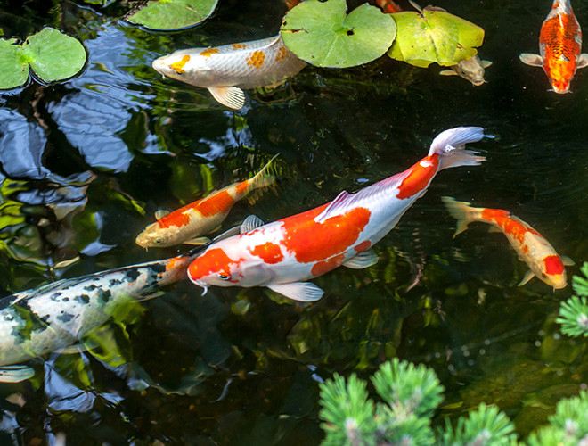 Tuổi thọ trung bình của cá chép Koi lên đến 200 tuổi. Năm 1977, người ta đã tìm thấy con cá Koi có tên Hanako sống đến 226 năm.