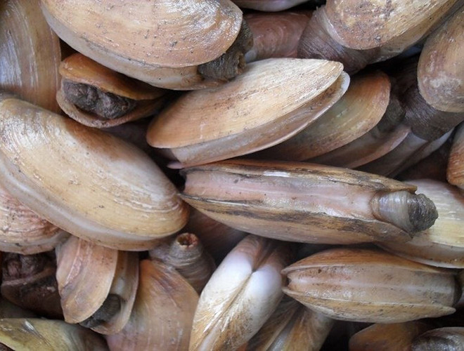 Một con ốc vòi voi có thể tồn tại đến 146 năm mà không gặp phải vấn đề gì về sức khỏe. Sức sống bền bỉ này có thể bắt nguồn từ việc chúng có rất ít kẻ thù.