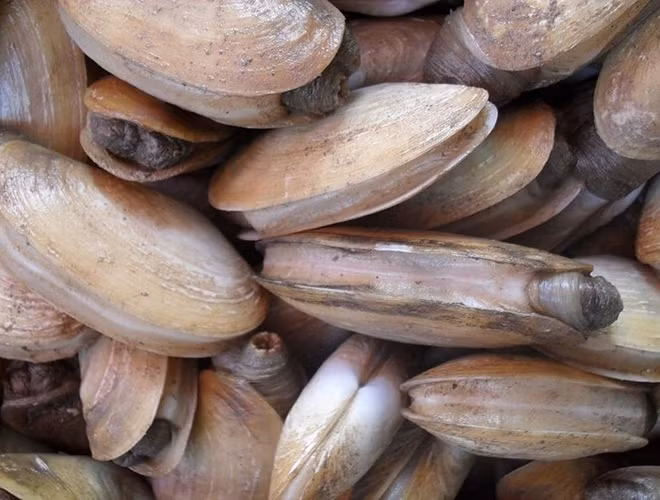 Một con ốc vòi voi có thể tồn tại đến 146 năm mà không gặp phải vấn đề gì về sức khỏe. Sức sống bền bỉ này có thể bắt nguồn từ việc chúng có rất ít kẻ thù.