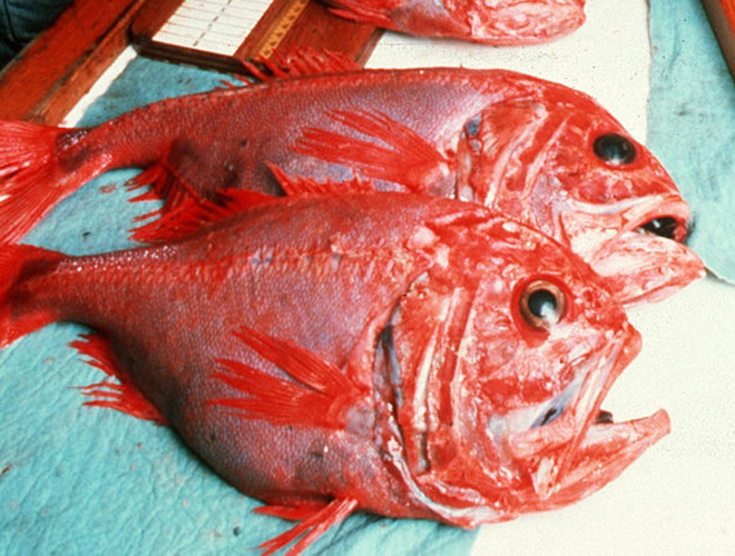 Cá tráp cam có thân dẹp với miệng lớn nằm xa mắt, một vây lưng vừa có tia gai vừa có tia mềm, vây hậu môn ngắn, vây ngực dài và nhọn, các vảy khá lớn và gắn chặt. Chúng sống trong vùng nước nông ôn đới - nhiệt đới và kiếm ăn tầng đáy.