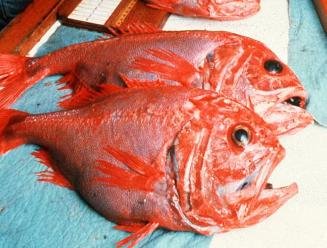 Cá tráp cam có thân dẹp với miệng lớn nằm xa mắt, một vây lưng vừa có tia gai vừa có tia mềm, vây hậu môn ngắn, vây ngực dài và nhọn, các vảy khá lớn và gắn chặt. Chúng sống trong vùng nước nông ôn đới - nhiệt đới và kiếm ăn tầng đáy.