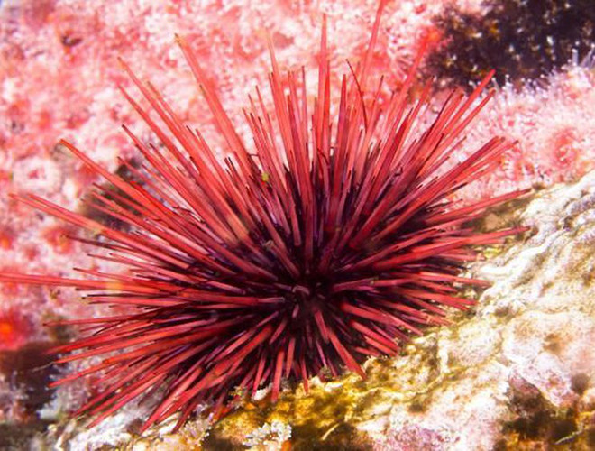 Cầu gai đỏ sinh sống ở các đại dương. Chúng có lớp da được phủ kín bởi gai và có hình cầu. Quanh năm, loài vật này bơi ở các vùng nước nông dưới biển Thái Bình Dương và thức ăn ưa thích là các loài tảo. Có lẽ vì cấu tạo cơ thể phức tạp, lại được bồi bổ các chất dinh dưỡng từ tảo nên loài vật này có tuổi thọ cao đến như vậy.