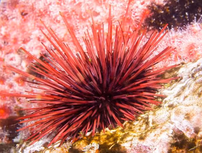 Cầu gai đỏ sinh sống ở các đại dương. Chúng có lớp da được phủ kín bởi gai và có hình cầu. Quanh năm, loài vật này bơi ở các vùng nước nông dưới biển Thái Bình Dương và thức ăn ưa thích là các loài tảo. Có lẽ vì cấu tạo cơ thể phức tạp, lại được bồi bổ các chất dinh dưỡng từ tảo nên loài vật này có tuổi thọ cao đến như vậy.