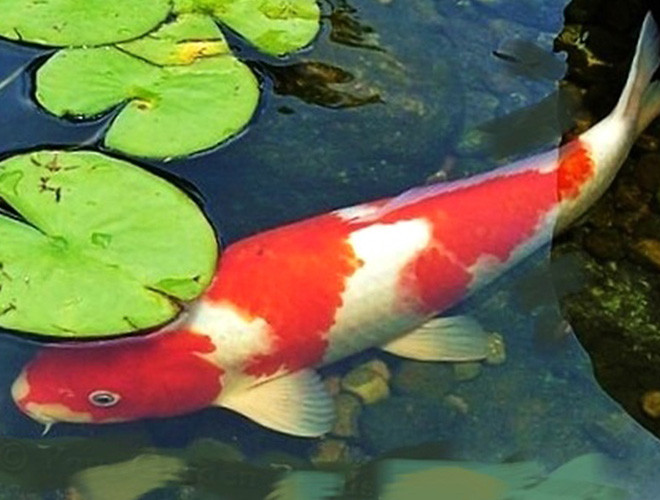 Không chỉ nổi tiếng bởi màu sắc và hình dáng bắt mắt, cá chép Koi còn được biết đến là một trong những loài cá có tuổi thọ rất cao, thông minh và dạn dĩ với con người.