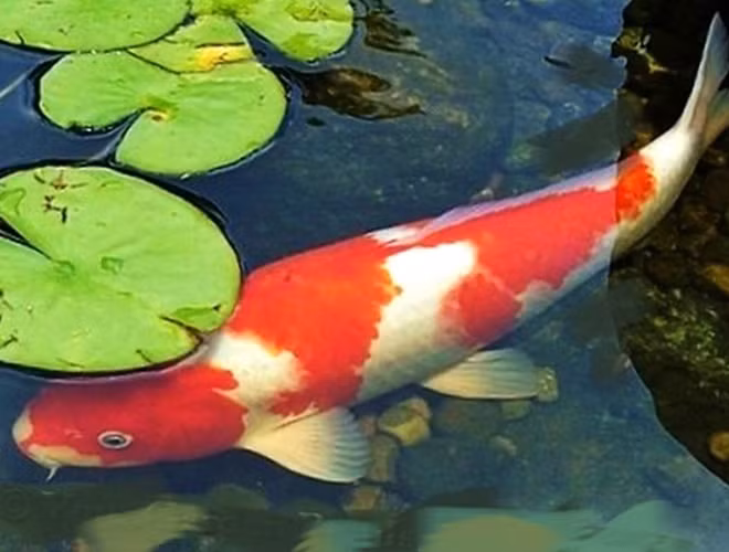 Không chỉ nổi tiếng bởi màu sắc và hình dáng bắt mắt, cá chép Koi còn được biết đến là một trong những loài cá có tuổi thọ rất cao, thông minh và dạn dĩ với con người.