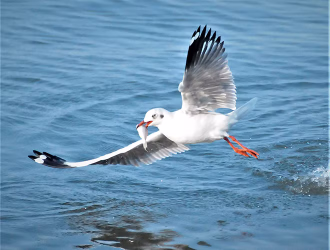 Hải âu là một loài chim có tuổi thọ cao. Chúng có thể sống tới 60 năm. Đây cũng là một trong những loài chim có sải cánh dài nhất trên Trái Đất với chiều dài sải cánh tối đa lên tới 3,5m. Loài này sống trong điều kiện hoang dã và thích bay lượn trên các vùng biển Thái Bình Dương.