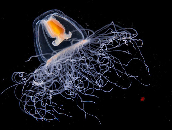 Sứa Turritopsis dohrnii là loài thủy tức được phát hiện ở vùng biển Caribe và hiện nay đã lan rộng khắp nhiều vùng biển trên thế giới. Đây là loài động vật bất tử duy nhất trên thế giới từng được ghi nhận.