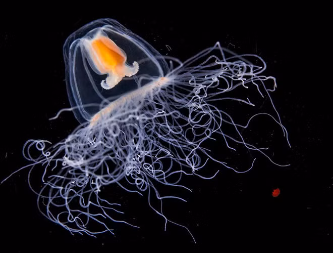 Sứa Turritopsis dohrnii là loài thủy tức được phát hiện ở vùng biển Caribe và hiện nay đã lan rộng khắp nhiều vùng biển trên thế giới. Đây là loài động vật bất tử duy nhất trên thế giới từng được ghi nhận.