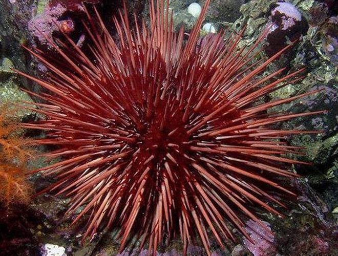 Với tuổi thọ lên đến hơn 200 năm, cầu gai đỏ, nhum biển hay nhím biển đỏ được mệnh danh là một trong những loài động vật sống lâu nhất trái đất.