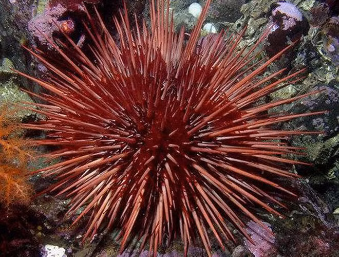 Với tuổi thọ lên đến hơn 200 năm, cầu gai đỏ, nhum biển hay nhím biển đỏ được mệnh danh là một trong những loài động vật sống lâu nhất trái đất.