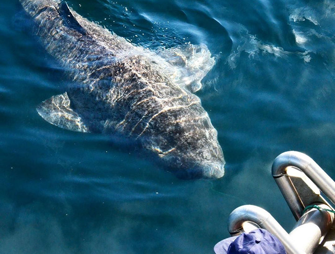 Theo nghiên cứu của các nhà khoa học thuộc Đại học Copenhagen, Đan Mạch, tuổi thọ của loài cá mập Greenland lên đến 400 tuổi. Điều này giúp chúng trở thành động vật có xương sống lâu nhất trên thế giới.