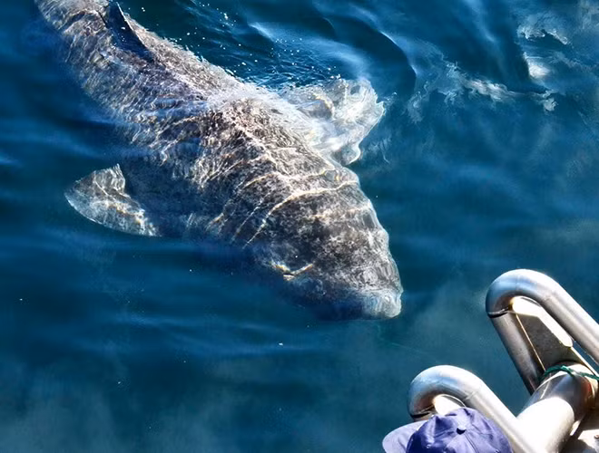 Theo nghiên cứu của các nhà khoa học thuộc Đại học Copenhagen, Đan Mạch, tuổi thọ của loài cá mập Greenland lên đến 400 tuổi. Điều này giúp chúng trở thành động vật có xương sống lâu nhất trên thế giới.