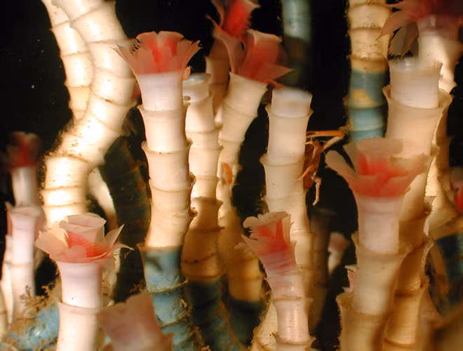 Loài giun ống này được tìm thấy sâu trong vịnh Mexico. Chúng có thể đạt chiều cao hơn ba mét nhưng lại phát triển rất chậm.