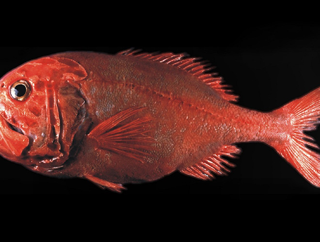 Cá tráp cam cũng gây ấn tượng bởi tuổi thọ vô cùng cao, lên đến 149 năm. Tuy nhiên, hiện nay loài cá này đang bị cạn kiệt về số lượng do nạn khai thác quá mức.