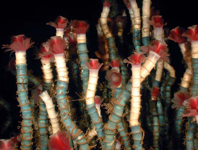 Với tuổi thọ lên tới 250 năm, giun ống Lamellibrachia được biết tới là sinh vật sống lâu nhất thế giới.