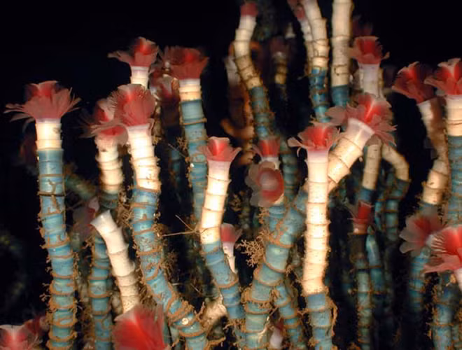 Với tuổi thọ lên tới 250 năm, giun ống Lamellibrachia được biết tới là sinh vật sống lâu nhất thế giới.