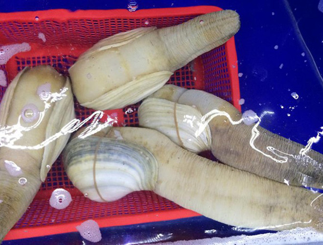 Ốc vòi voi có kích thước vỏ khoảng 15-20cm. Đặc biệt, chúng còn có phần thân mềm lộ ra ngoài như một chiếc vòi voi, dài gấp 8-10 lần độ dài của vỏ. Loài ốc này thường nằm sâu dưới cát và chỉ sinh sống ở một nơi trong suốt cuộc đời.