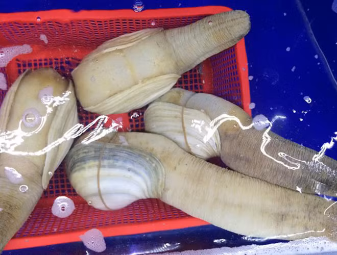 Ốc vòi voi có kích thước vỏ khoảng 15-20cm. Đặc biệt, chúng còn có phần thân mềm lộ ra ngoài như một chiếc vòi voi, dài gấp 8-10 lần độ dài của vỏ. Loài ốc này thường nằm sâu dưới cát và chỉ sinh sống ở một nơi trong suốt cuộc đời.